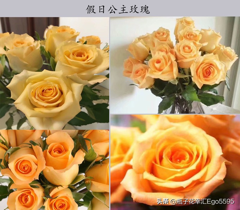 黄玫瑰系列花语，黄冠假日公主金辉金香玉金枝玉叶闪耀玫瑰鉴赏