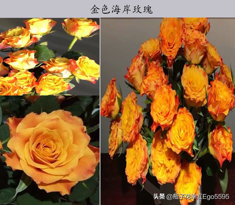 黄玫瑰系列花语，黄冠假日公主金辉金香玉金枝玉叶闪耀玫瑰鉴赏