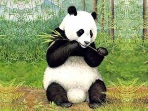 中国7大最珍稀的动物，国宝大熊猫第一，恐龙近亲扬子鳄第二